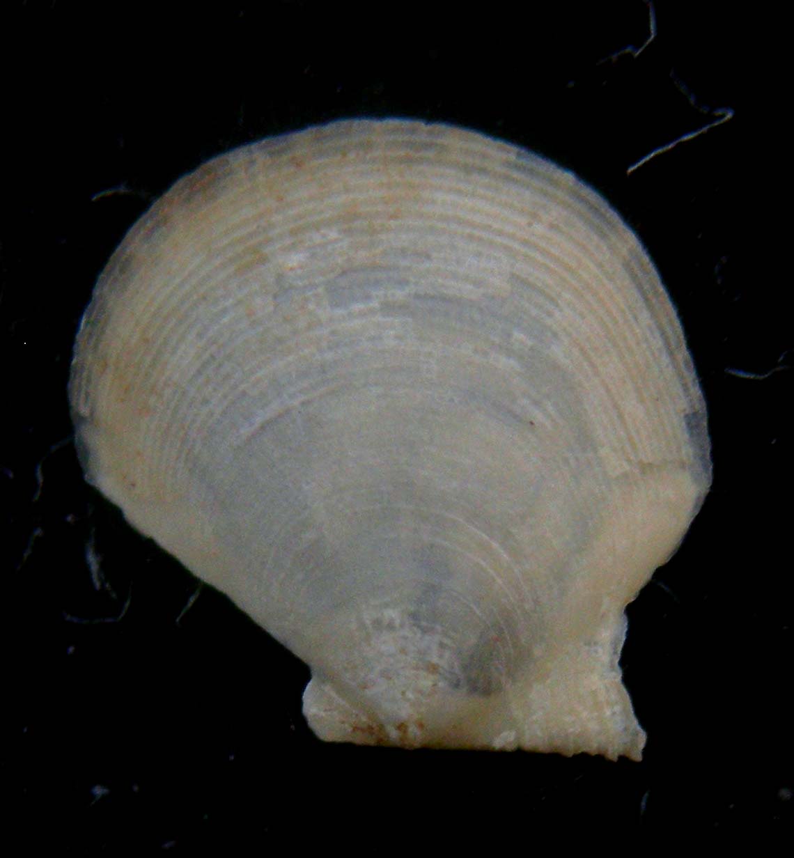 pecten???